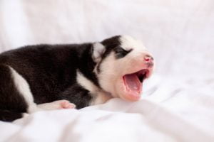 le développement comportemental du chiot