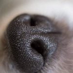 truffe humide du chien