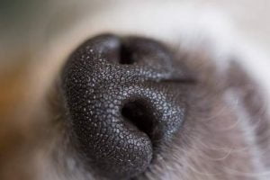 truffe humide du chien
