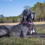 alopecie des robes diluees