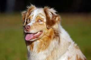 Garrot du chien : définition et méthode de mesure 