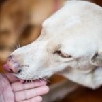 Un chien qui lèche une plaie