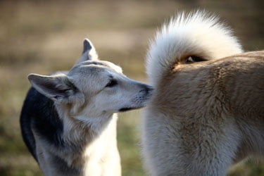 chien qui renifle le derriere