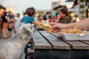 Les crevettes pour le chien