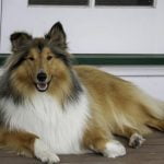 La dermatomyosite familiale canine