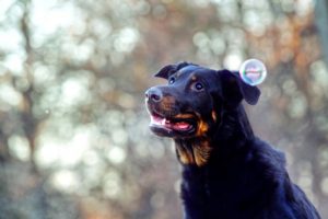 les maladies du Beauceron