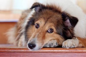 Les maladies du Berger des Shetland