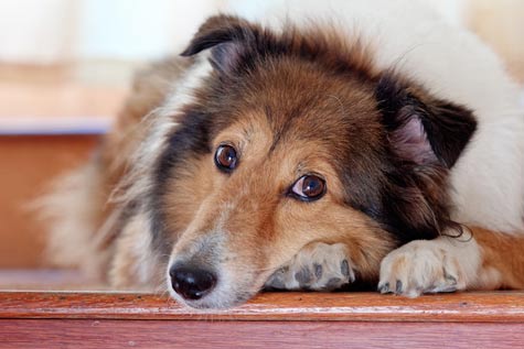Les maladies du Berger des Shetland