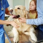 maladies frequentes du chien