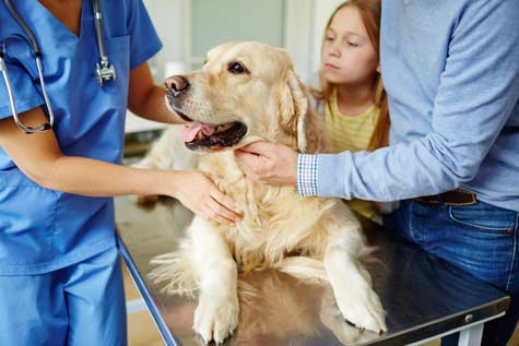 maladies frequentes du chien