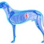 mucocèle bilaire chien