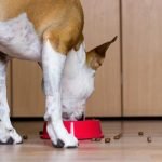 Nouvelles croquettes pour chien