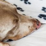 les pemphigus chez le chien