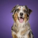 hypersensibilité MDR1