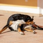 vaginite de la chienne