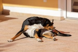 vaginite de la chienne