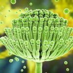 Aspergillose chez le chien