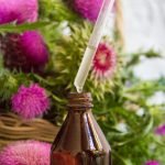 chardon marie pour chien