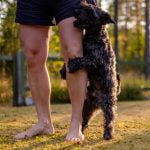 chien montant sur une jambe