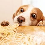 pâtes pour chien
