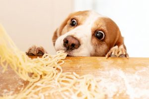 pâtes pour chien