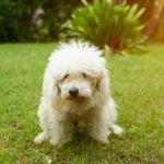 clostridiose du chien