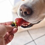 fraise pour chien