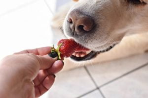 fraise pour chien