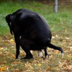 les mici chez le chien