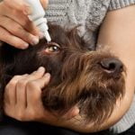 le pannus chez le chien