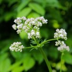 la valeriane pour le chien