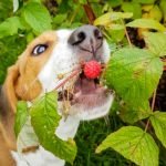 chien qui mange des framboises