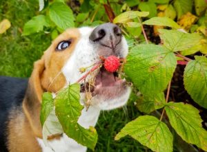 chien qui mange des framboises