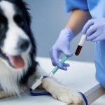 hyperlipidémie chez le chien