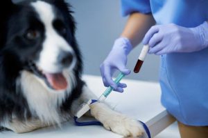 hyperlipidémie chez le chien