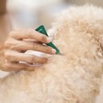 Antiparasitaire pour chien