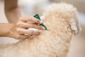 Antiparasitaire pour chien