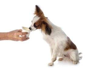 yaourt pour chien