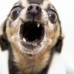 dent cassée du chien