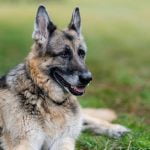 Champ le chien de Joe Biden