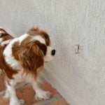 piqûre moustique chien