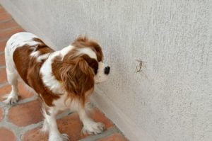 piqûre moustique chien