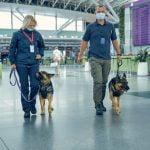 chien renifleur de covid-19