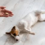 griffonia pour chien