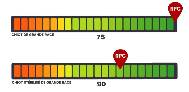 rpc royal canin puppy giant