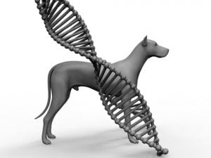 test adn pour chien