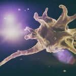 La thrombocytopénie du chien