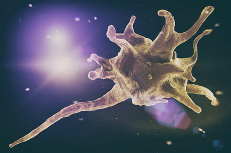 La thrombocytopénie du chien