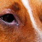 blepharite du chien