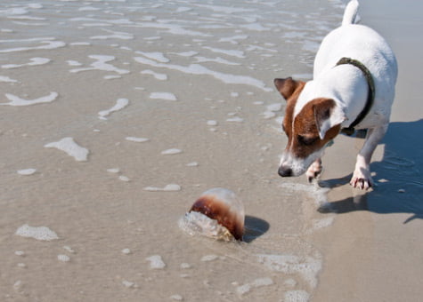 chien et méduse
